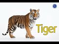 Identifying Animals in Vietnamese