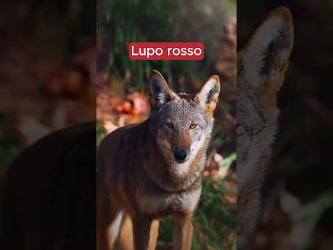 Animali che i tuoi figli non vedranno mai #shorts