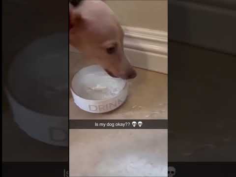 Funny cat and dogs 😂😂 04 #pets #funny #dog #cat #shorts  #animals