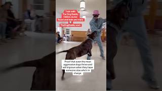 Tough Dog Gets Helped By The Dog Daddy.