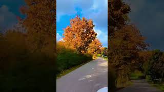 Eine Minute Herbst von seiner schönsten Seite. #nature #naturelovers #herbst #baum #blätter #felder