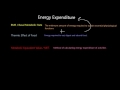 Energy Expenditure and Metabolism Concepts