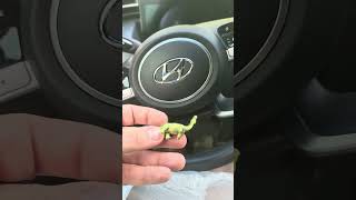 Who sent me the baby Amargasaurus??? Also Triassic video update!