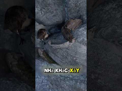 Chim xây tổ cực hay #shorts #funny #facts