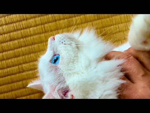 【夏バテ対策】我が家の長毛猫が暑がっていたので、こうしてやりました！