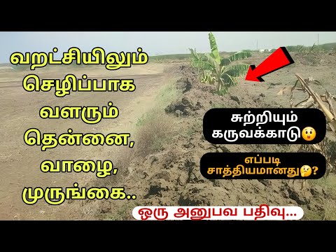 பொட்டல் காட்டுக்கு நடுவில் வளரும் வாழை தென்னை முருங்கை..