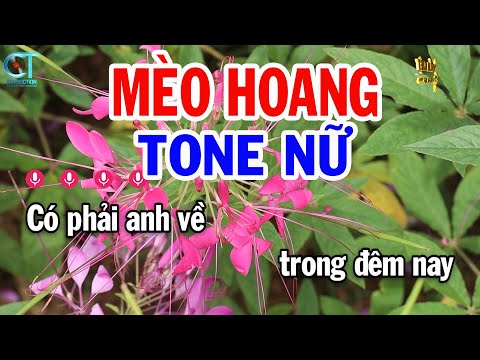 Karaoke Mèo Hoang Tone Nữ ( G#m ) Nhạc Sống Tuấn Kiệt