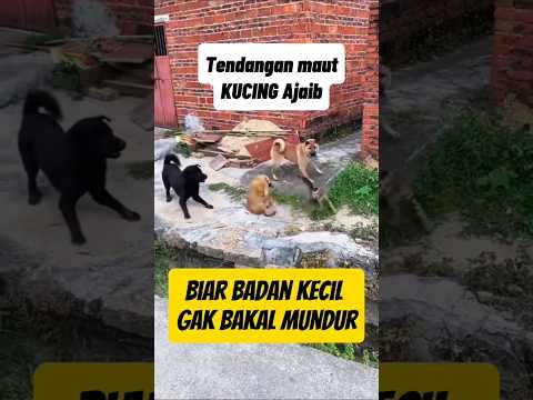 Padahal lawannya gede2 #kucingoyenbarbar #kucinglucu #fypcats #kucingbsanjing