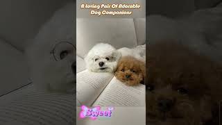 🐶♥️🐶A Loving Pair Of Adorable Dog Companions🌹🌹