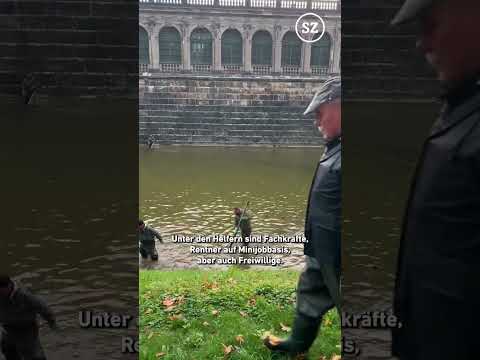 Erstes Mal seit fünf Jahren: Hunderte Karpfen aus Dresdner Zwingerteich gefischt