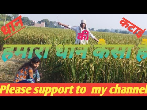 हम लोग धान काट रहे हैं#we are harvesting paddy's#@sawalivlogs222