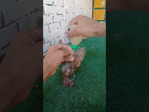 تاكيل الزغاليل 🧐