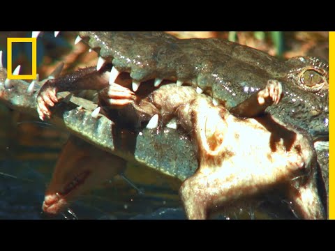 Crocodile vs opossum