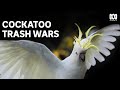 Cockatoos and Their Bin-Opening Behavior