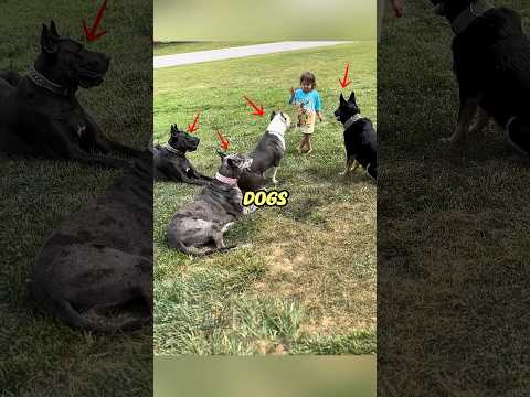 Her Guard Dogs Did This ๐ฑ #shorts