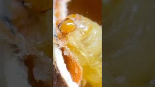 what is inside a mexican jumping bean?
