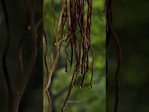 Kuthiran ക്ഷേത്രവും ആ പഴയ ഹൈവേയും തേടി | Palakkad - Thrissur