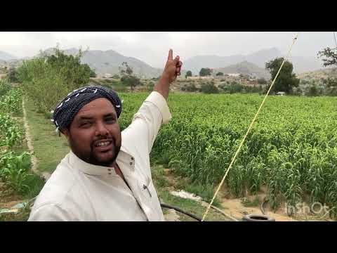 كُن عاني و لا تكون ابن عم