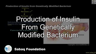 Production of Insulin From Genetically Modified Bacterium