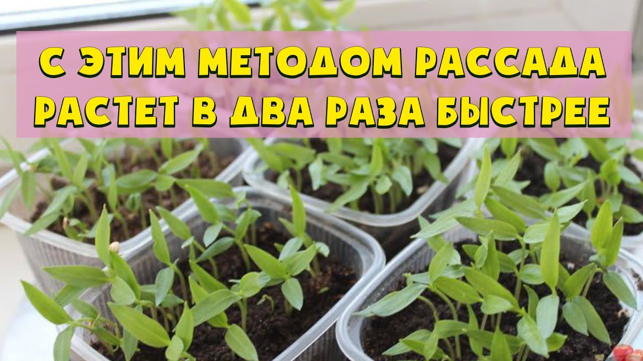 С этим методом рассада растет в два раза быстрее