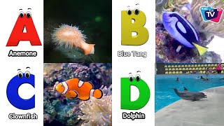 Sea Animals ABC Song for Kids | Learn Alphabet Letters with Nursery Rhymes @Kidsfuna2zTV