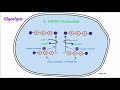 Glycolysis and Fermentation Concepts