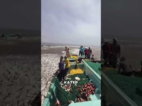 Миллионы рыб сами заскакивали в лодки🫨