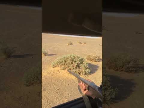 شوزن- صيد سمان #الزهد #الزوايده #التغطيه #rabbit #صيد #لايك