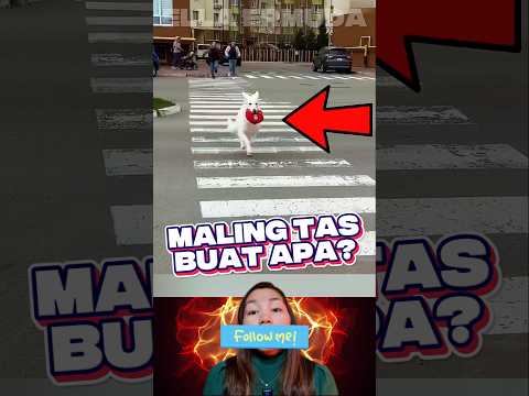 Cara Anjing Minta Tolong sama Manusia #videoviral #anjingpintar
