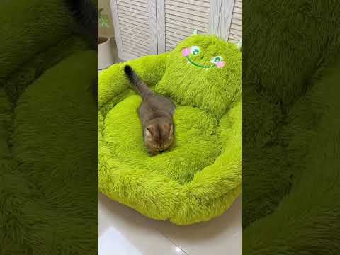The cat's owner brought new turbans #shortvideo