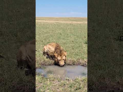 Male Lion Quenching thirst #shortvideo #safari #safarilive #lion