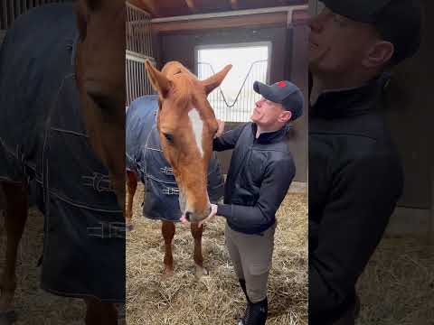 Armer Leo!😢 #equestrian #horse #horseriding #pferd #horselover #pferdeliebe #pferde #shorts #short