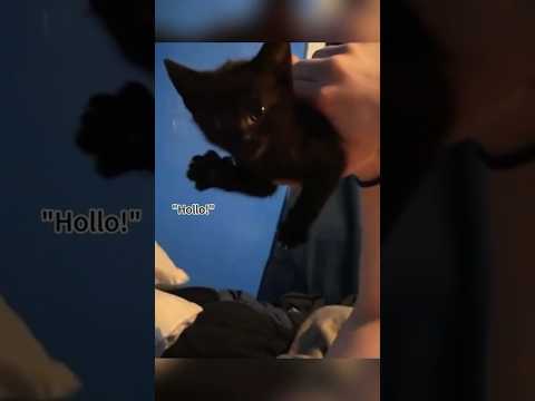 Cats can speak English #shorts #youtubeshorts #animals #pets #cute #cat