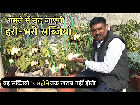 गमले में उगाएं Fresh और Healthy सब्जियां, Pune Special Variety Tomato के साथ