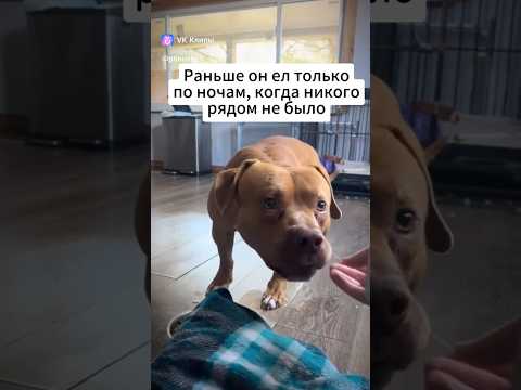 Взяла из приюта пса над которым издевались