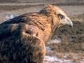 Golden Eagle Facts and Trivia