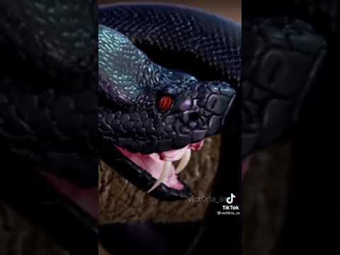 أخطر وأقوى حيوانات في العالم 😱