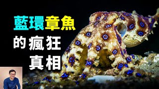 最有話題性的劇毒生物，藍色圓環的奧秘，藍環章魚的瘋狂真相！【老肉雜談】48小時限時公開
