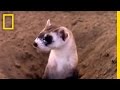 Conservation Efforts for Black-Footed Ferrets