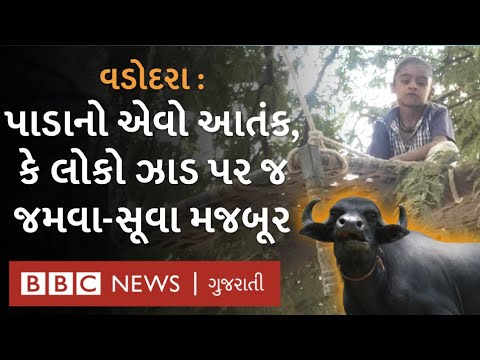 વડોદરામાં પાડાના આતંકથી આ ગામના લોકો 10 દિવસ ઝાડ પર રહેવા મજબૂર બન્યા હતા