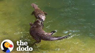 Rescued Beaver And Otter Are Totally Inseparable | The Dodo