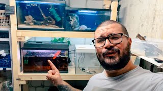 ASI ESTAN TODOS MIS ACUARIOS EN JULIO DE 2025 / RESUMEN DE MI FISHROOM