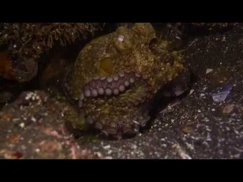 octopus for sale octopus for sale