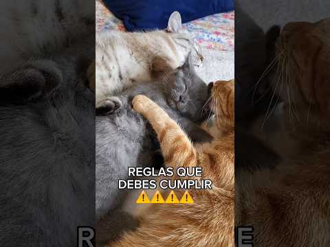 REGLAS que debes CUMPLIR 🐈 #gatos #cats #humor #mascotas