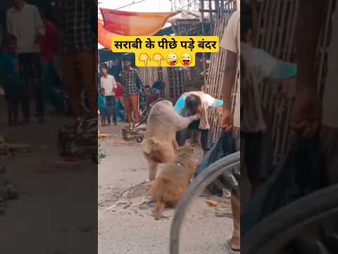 #बंदर #हनुमान #monkey #monkeyattack #shorts #youtubeshorts #bandar #hanuman #viral #bandarattack