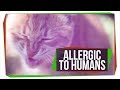 Understanding Allergies in Pets and Humans