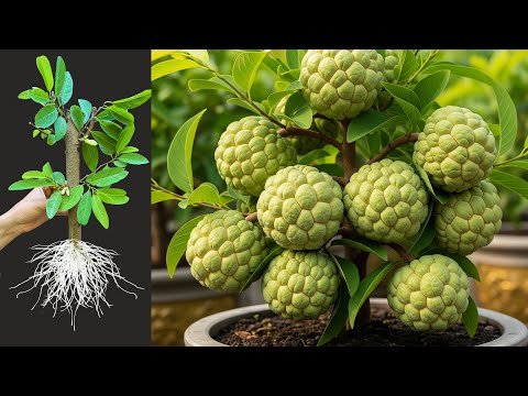 How To Propagate Sweetsop Trees From Cutting Faster Using Aloe Vera