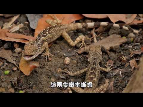 親親自然｜我們結婚吧｜防疫線上自然生態影片免費看 - YouTube