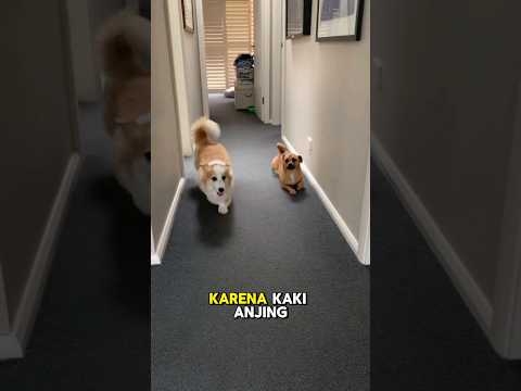Anjing coklat ini selalu mengejek cara jalan temannya🥺❤️