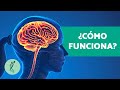 Cuestionario sobre el cerebro humano